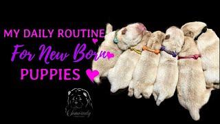 My Daily routine with New Born Chow Chow Puppies