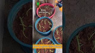 How to grow this flower? #soilphu #gardening #garden #plants #planting #flowers #growyourown #soil