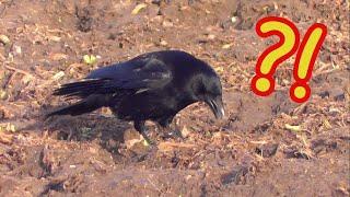 Crow Digs Up Object and Buries It Elsewhere ?!