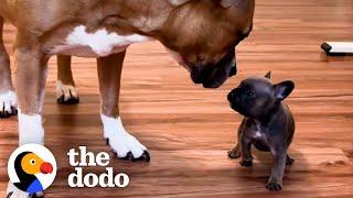 French Bulldog Puppy Is Raised By Kittens | The Dodo