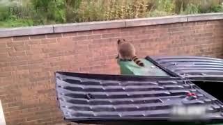 Funny Raccoons  Keep Calm And Be A Raccoon [Funny Pets]