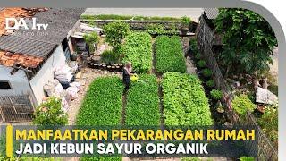 Kebun Organik Pekarangan Rumah