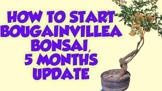 HOW TO GROW BOUGAINVILLEA BONSAI, BOUGAINVILLEA BONSAI, BOUGAINVILLEA BONSAI REPOTTING BONSAI UPDATE