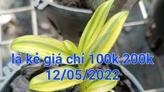 phi điệp lá kẻ phát tài giá chỉ 100k và 200k - 0867487638 - Hoa Lan Đất Việt