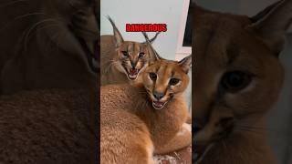 The Most Dangerous Domesticated Cat: The Caracal! #shorts #cat #caracal