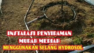 PENYIRAMAN POHON KELENGKENG HEMAT BIAYA MENGGUNAKAN SELANG HYDROSOL #penyiraman