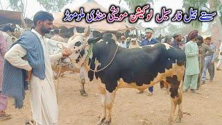 Bachra Rates Update | Dhani Bull | Fateh Jangi Bull | Qurbani 2024 || Pk Janwar Mandi