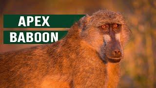 The Killer Baboons Of The Luangwa Valley