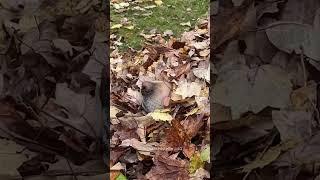 Dog Love Playing With Leaves