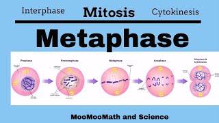 Metaphase |Mitotic Stages|