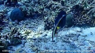 Balistoides conspicillum aka Clown Triggerfish