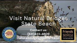 Introduction to Natural Bridges State Beach