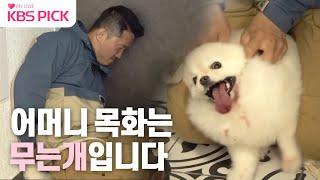 [#개는훌륭하다] 예상치못한 강훈련사의 유혈사태! 포메라니안 '목화'ㅣKBS 230403 방송