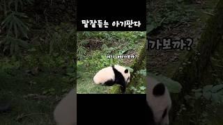 말잘듣는 착한 아기 판다 #다판다 #panda #shorts