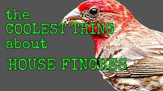 THE COOLEST THING  [ House Finch ]  #SHORTS