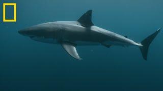 Morski pas na sjeveru I Sharkfest | National Geographic Croatia