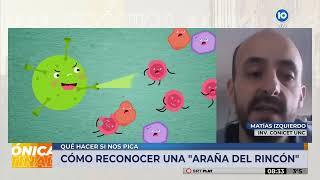 ALERTA  "ARAÑA DEL RINCÓN" : cómo reconocerla y, ¿qué hacer si te pica? ¿Cómo prevenir picaduras?