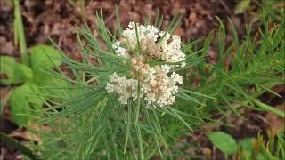 Monarch Host Plant - Whorled Milkweed -  @CEGNatives