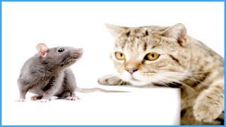 Mouse Sounds For Cats 1 Hour | Rat Sound