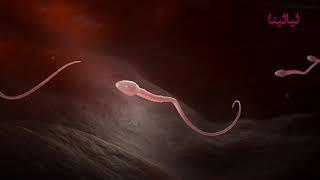 كم ساعة تعيش الحيوانات الذكرية في الرحم