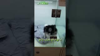 벌써 4년이 훌쩍~ 아기 강아지는 청년 강아지가 되었습니다. ^)^