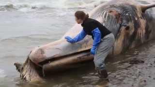 Science Today: Whale Strandings | California Academy of Sciences