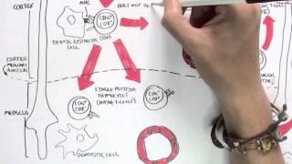 Immunology Map III - T cell development II