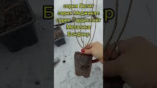 Гортензии в продаже #гортензия #метельчатаягортензия #цветы #сад #дача #garden