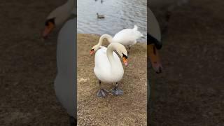 THE MOST BEAUTIFUL PLACE YOU’VE NEVER SEEN!  Ducks, Swans & Pure Peace! #nature #naturelovers
