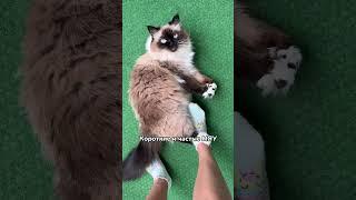 Что кошка говорит вам своим мяуканьем? #кот #котики #кошки