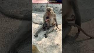 #Animakey#Mom&baby#lovelymonkey#babysocute#viral#animals#youtube#shorts#like#Subscribe#