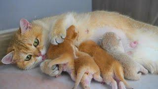 Mom cat always wants to touch her tiny kittens