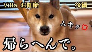 【拒否】旅先のお宿が気に入って帰りたくない柴犬を説得する【Villaお伽噺】後編