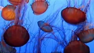 My Mesmerizing Jellyfish video