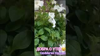 Хорошая музыка .Добра с утра