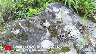 Wild orchid flower | Mountain forests | Sunakhari | Fig tree