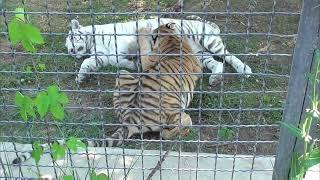 Какая НЕЖНОСТЬ у новенького БЕЛОГО ТИГРЕНКА и его подруги! Парк львов Тайган #тайган