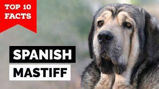 Spanish Mastiff - Top 10 Facts