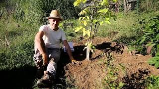 Video 163 - Asimina triloba il banano di montagna