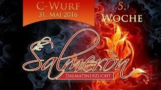 Dalmatiner de Salmeron - 5. Woche C- Wurf