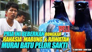 PRIA INI BEBERKAN RAHASIA MABUNG & SETINGAN | MURAI BATU PELOR SAKTI | JAWARA KELAS BOB | ALVIN TEAM