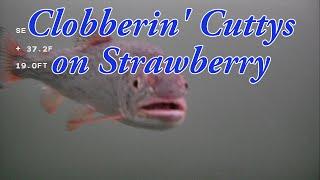 Clobberin' Cuttys on Strawberry Ice