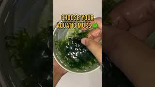 How to Prepare Aquatic Moss for Shrimps and Fish