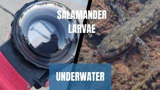 TINY Salamanders - Recording Them Underwater with my Phone