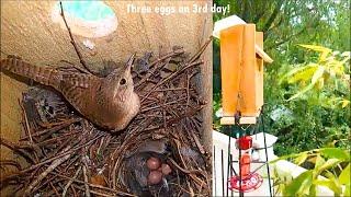 Backyard wrens build nest, lay 3 eggs, sparrow tried to steal the nest. Include DIY birdhouse.