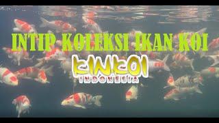 CANTIKNYA KOLEKSI IKAN KOI IMPORT JEPANG KINKOI INDONESIA