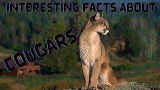 Interesting Facts About Cougars