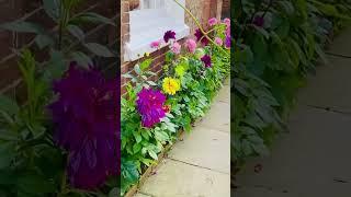 A walk through the most photographed streets in Sussex #sussex #mermaid #Rye #trendingshorts