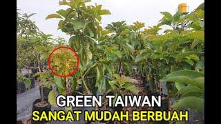 NYATA....!!! DARI RIBUAN BIBIT HANYA JENIS INI YANG BERBUNGA