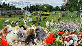 Caring Chicks with ️! Fulfill Orders. Collect Colorful Eggs. Thriving Gardens: Vegetables & Flowers